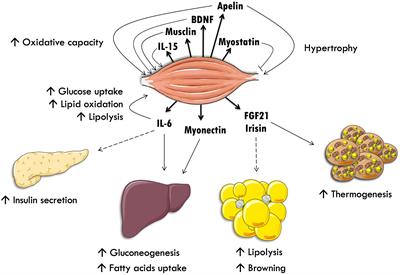 Exercise-Released Myokines in the Control of Energy Metabolism